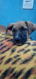 Cachorro ra a SRD-ViraLata idade 2 a 6 meses nome Caio