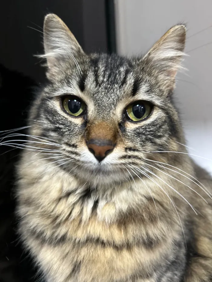 Gato raça SRD-ViraLata idade 2 anos nome Gatinha