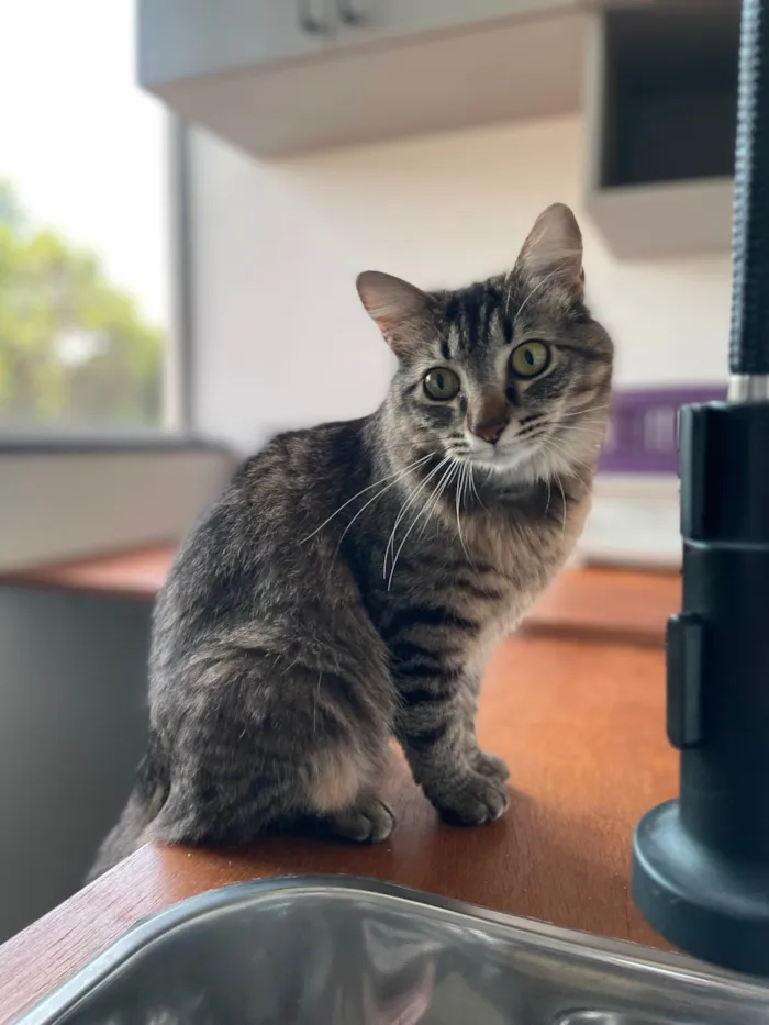 Gato raça SRD-ViraLata idade 2 anos nome Gatinha