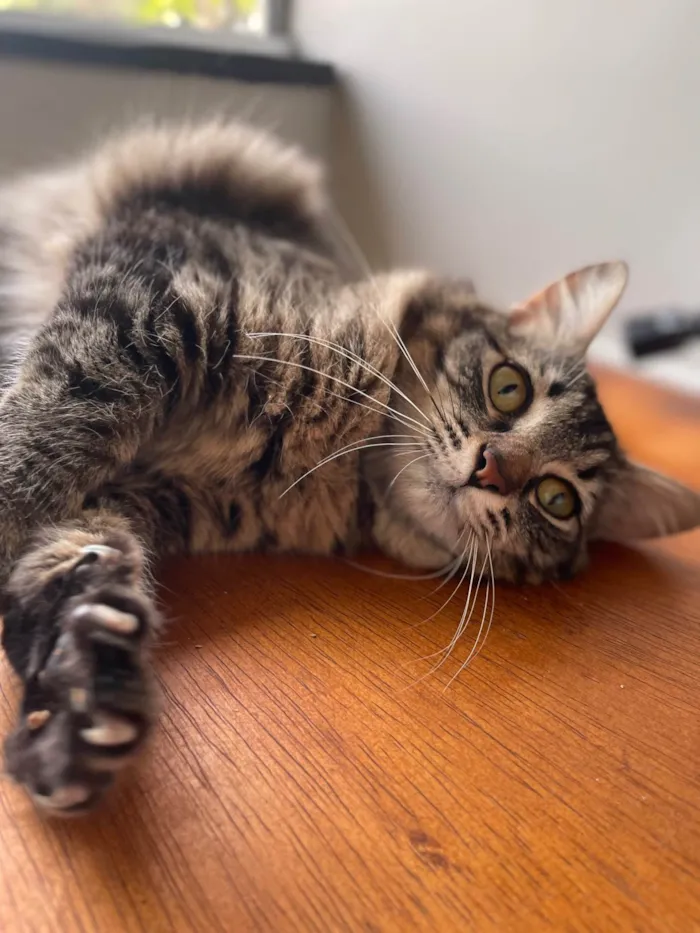 Gato raça SRD-ViraLata idade 2 anos nome Gatinha