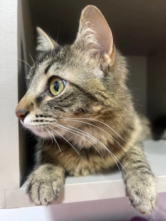 Gato raça SRD-ViraLata idade 2 anos nome Gatinha