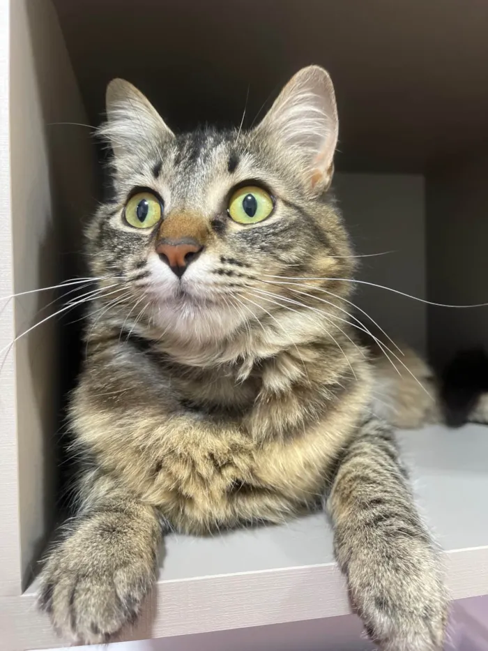 Gato raça SRD-ViraLata idade 2 anos nome Gatinha