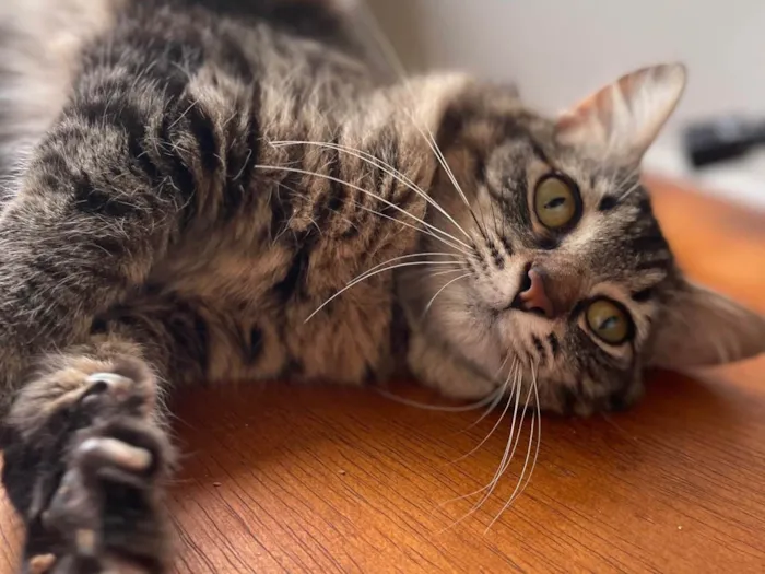 Gato raça SRD-ViraLata idade 2 anos nome Gatinha