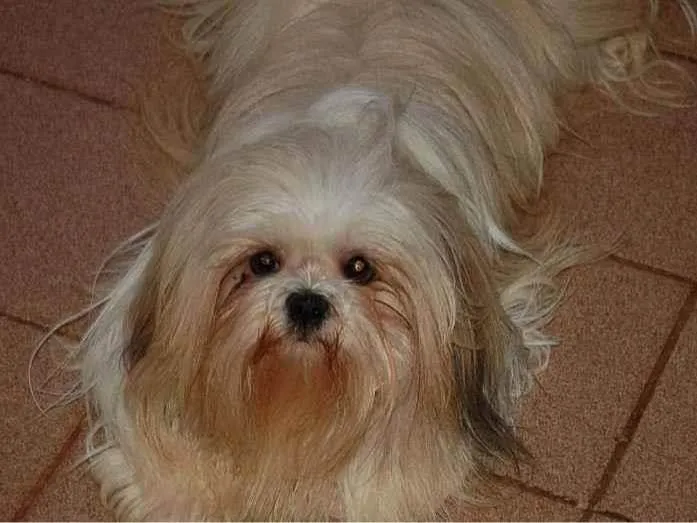 Cachorro ra a Lhasa apso idade 6 ou mais anos nome Chan