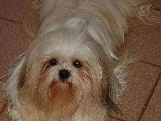 Cachorro ra a Lhasa apso idade 6 ou mais anos nome Chan