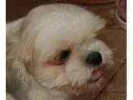 Cachorro ra a Lhasa apso idade 6 ou mais anos nome Chan