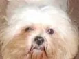 Cachorro ra a Lhasa apso idade 6 ou mais anos nome Chan