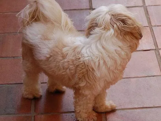 Cachorro ra a Lhasa apso idade 6 ou mais anos nome Chan
