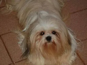 Cachorro raça Lhasa apso idade 6 ou mais anos nome Chan