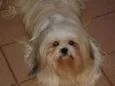 Cachorro ra a Lhasa apso idade 6 ou mais anos nome Chan