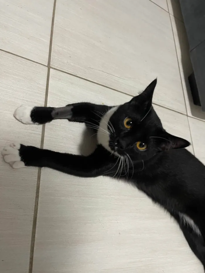 Gato ra a SRD-ViraLata idade 7 a 11 meses nome Wolverine