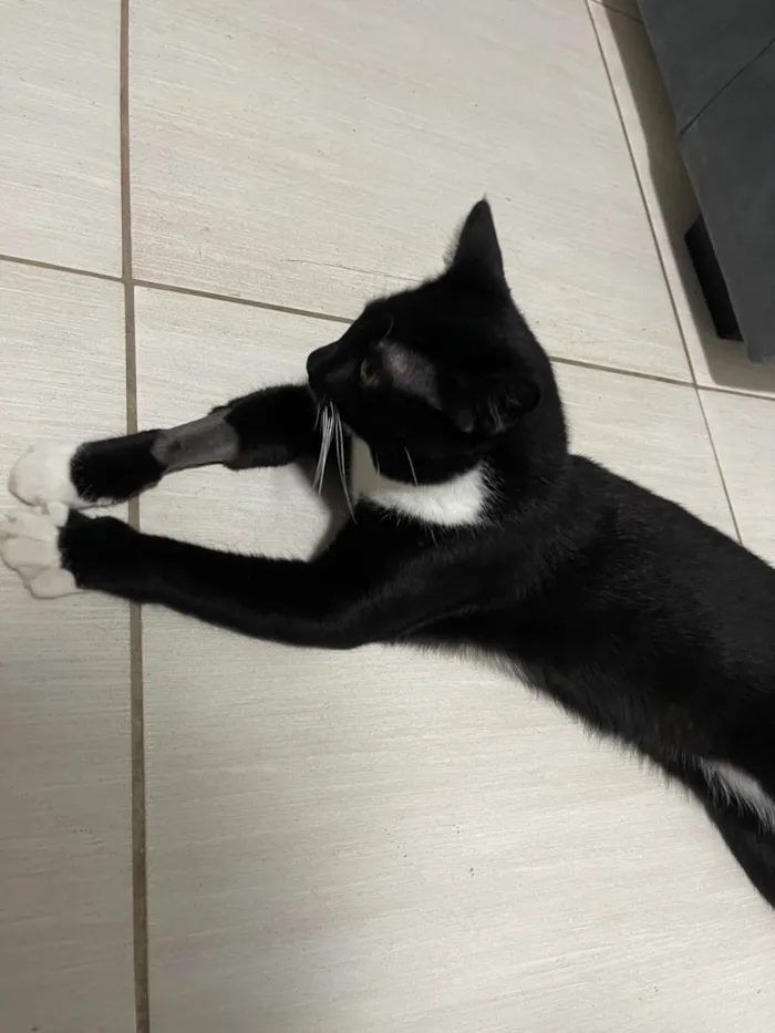 Gato ra a SRD-ViraLata idade 7 a 11 meses nome Wolverine