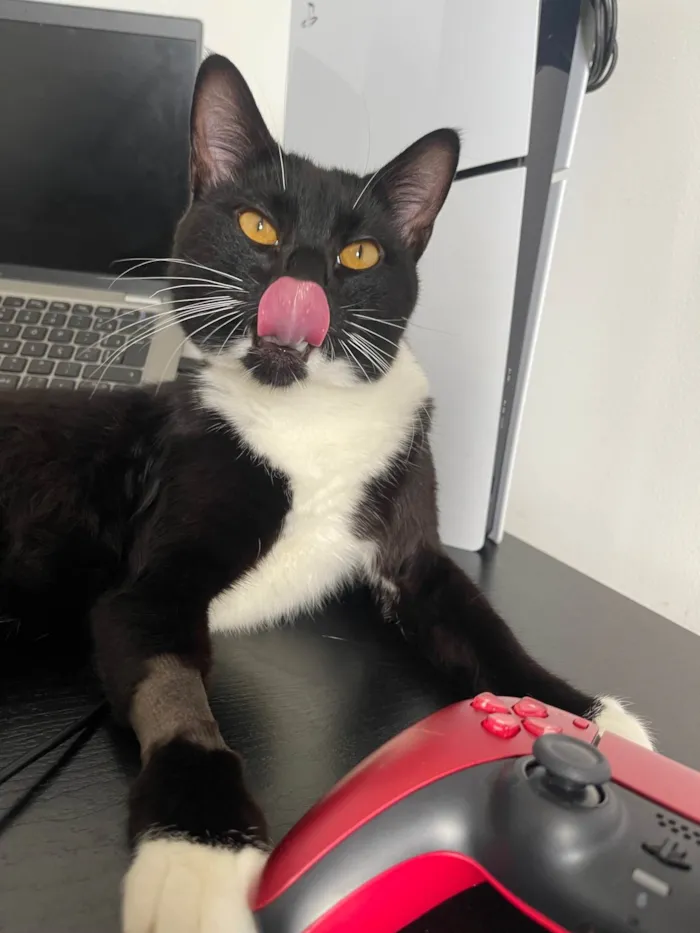 Gato ra a SRD-ViraLata idade 7 a 11 meses nome Wolverine