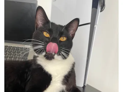 Gato raça SRD-ViraLata idade 7 a 11 meses nome Wolverine