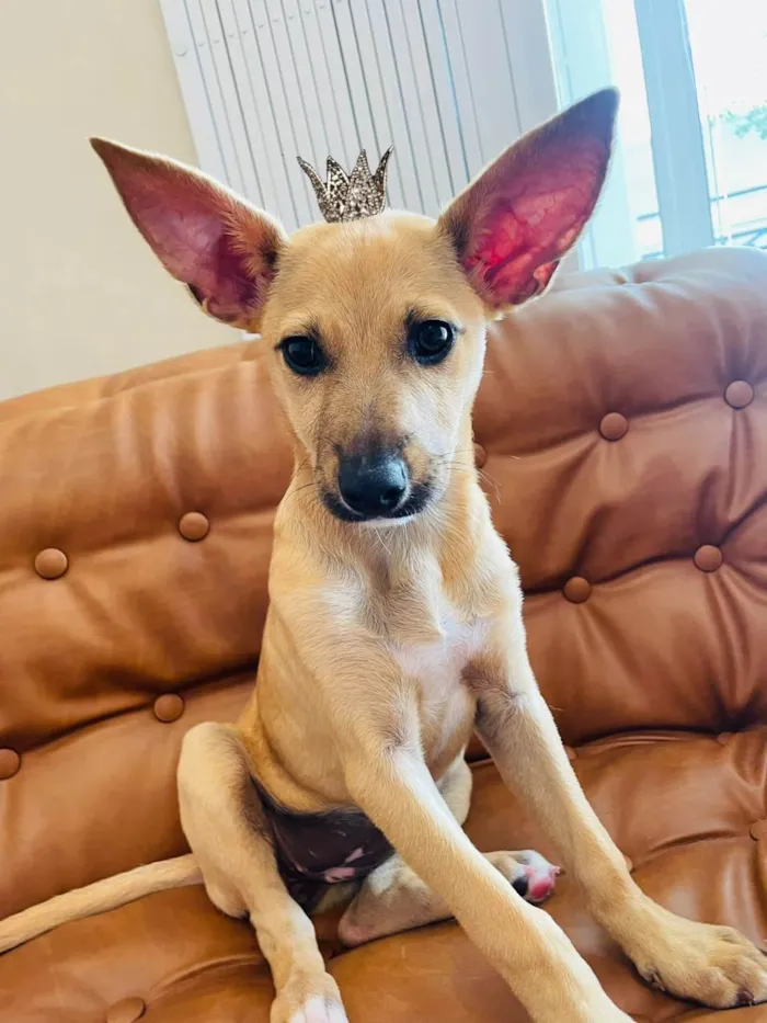 Cachorro ra a SRD-ViraLata idade 2 a 6 meses nome Cristal bb6meses Linda 