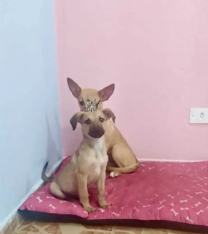 Cachorro ra a SRD-ViraLata idade 2 a 6 meses nome Cristal bb6meses Linda 