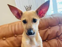 Cachorro raça SRD-ViraLata idade 2 a 6 meses nome Cristal bb6meses Linda 