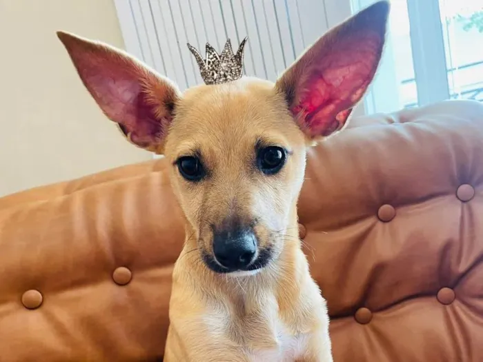 Cachorro ra a SRD-ViraLata idade 2 a 6 meses nome Cristal bb6meses Linda 