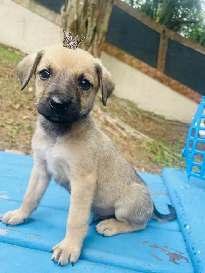 Orégano bb3meses porte Pequeno 