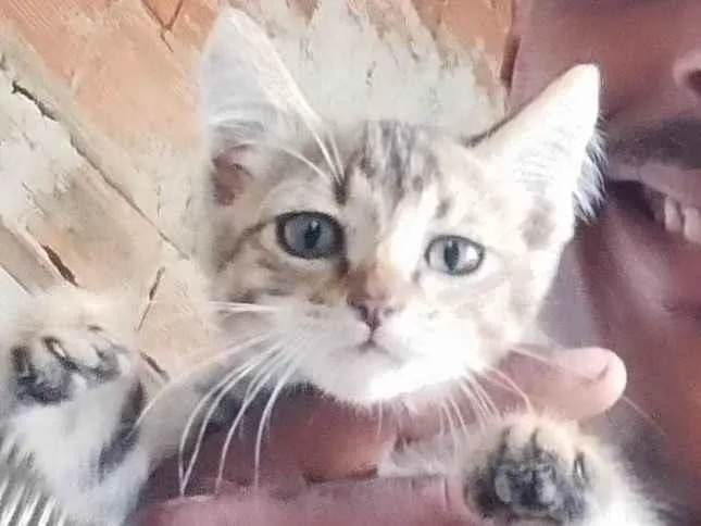 Gato raça SRD-ViraLata idade Abaixo de 2 meses nome Minhal 