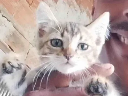 Gato raça SRD-ViraLata idade Abaixo de 2 meses nome Minhal 