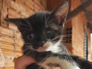 Gato ra a SRD-ViraLata idade Abaixo de 2 meses nome Sem nomes