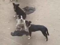 Cachorro ra a SRD-ViraLata idade 7 a 11 meses nome Mel