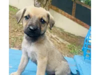Cachorro raça SRD-ViraLata idade 2 a 6 meses nome Orégano bb3meses porte Pequeno 