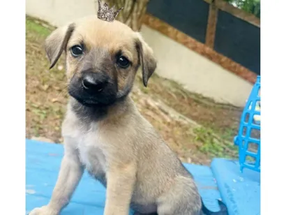 Cachorro raça SRD-ViraLata idade 2 a 6 meses nome Orégano bb3meses porte Pequeno 