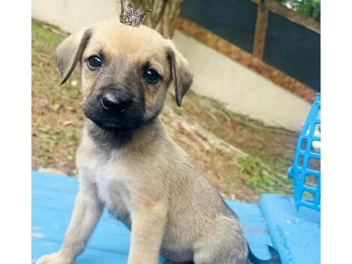 Cachorro ra a SRD-ViraLata idade 2 a 6 meses nome Orégano bb3meses porte Pequeno 