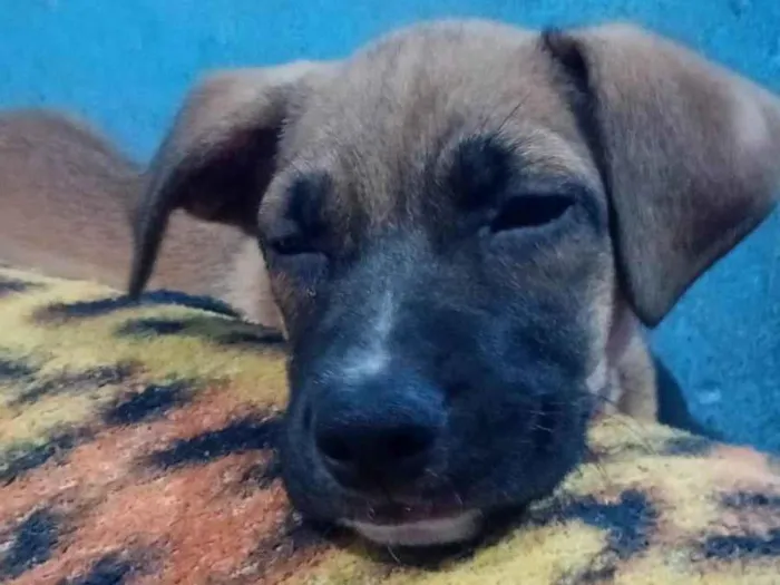 Cachorro ra a SRD-ViraLata idade 2 a 6 meses nome Caio