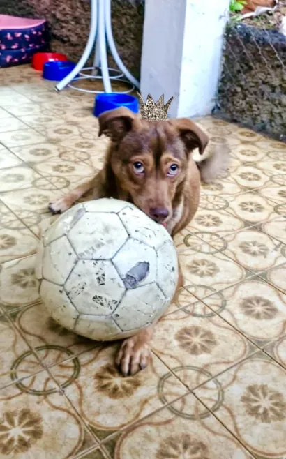 Cachorro ra a SRD-ViraLata idade 7 a 11 meses nome Choco 11meses porte Pequeno 