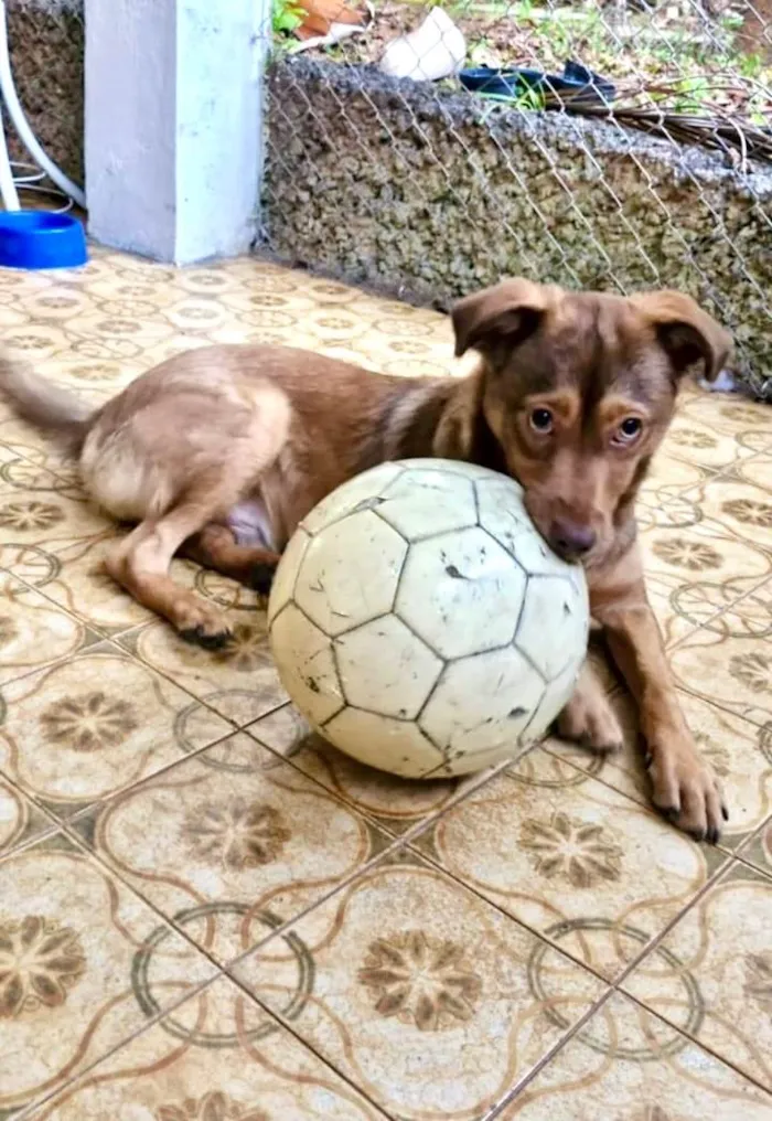 Cachorro ra a SRD-ViraLata idade 7 a 11 meses nome Choco 11meses porte Pequeno 