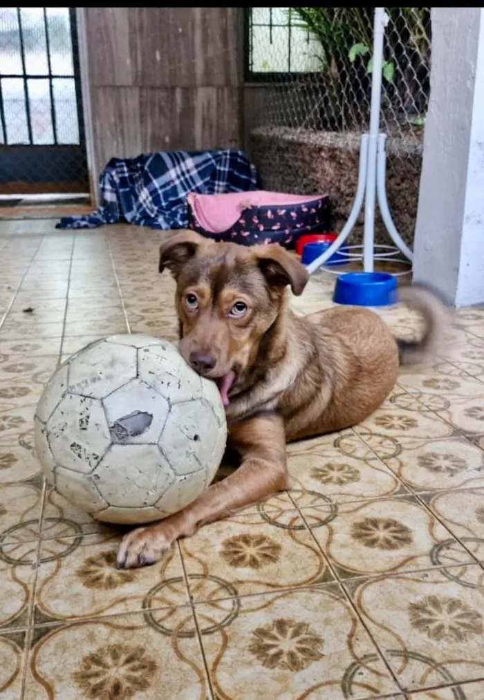 Cachorro ra a SRD-ViraLata idade 7 a 11 meses nome Choco 11meses porte Pequeno 