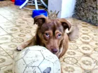 Cachorro raça SRD-ViraLata idade 7 a 11 meses nome Choco 11meses porte Pequeno 