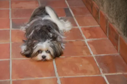 Cachorro ra a Lhasa Apso idade 6 ou mais anos nome SOL
