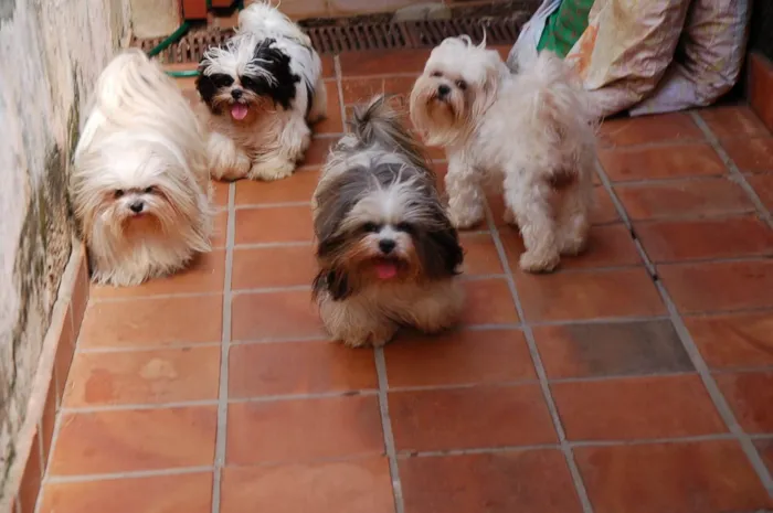 Cachorro ra a Lhasa Apso idade 6 ou mais anos nome SOL