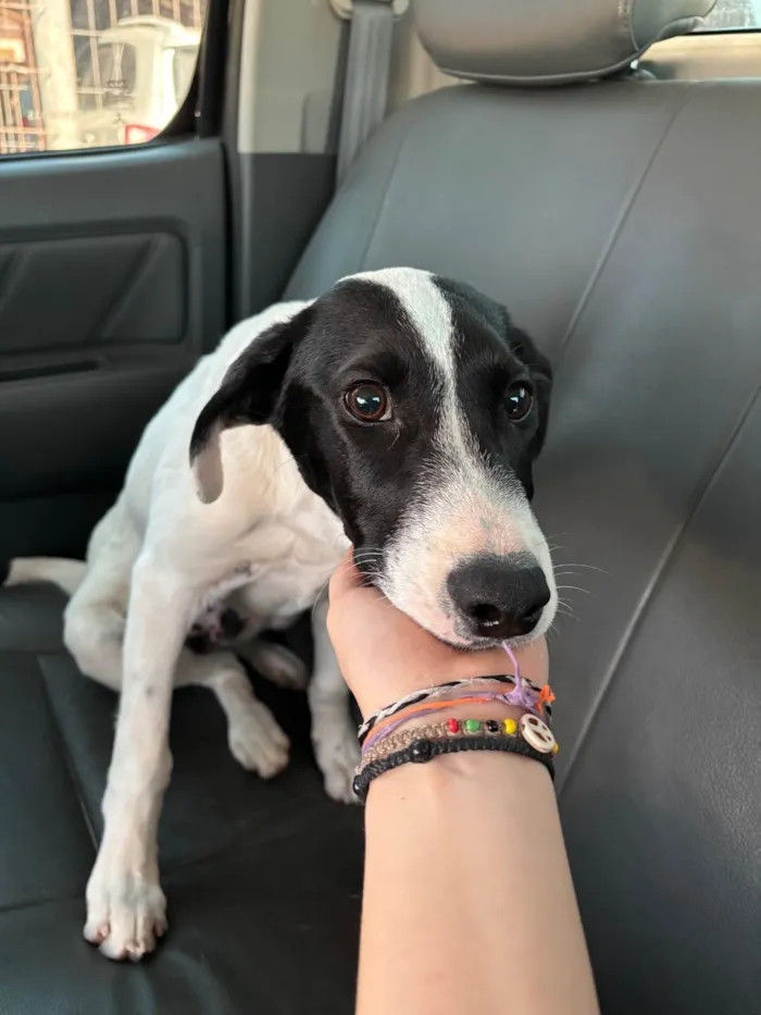 Cachorro ra a SRD-ViraLata idade 2 a 6 meses nome Sem nome