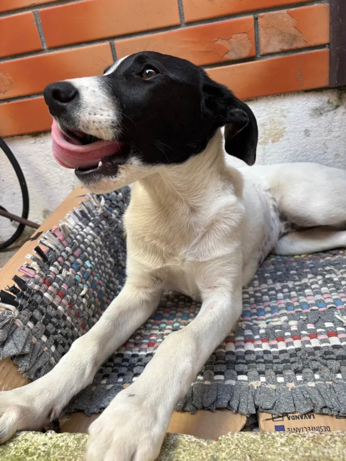 Cachorro ra a SRD-ViraLata idade 2 a 6 meses nome Sem nome