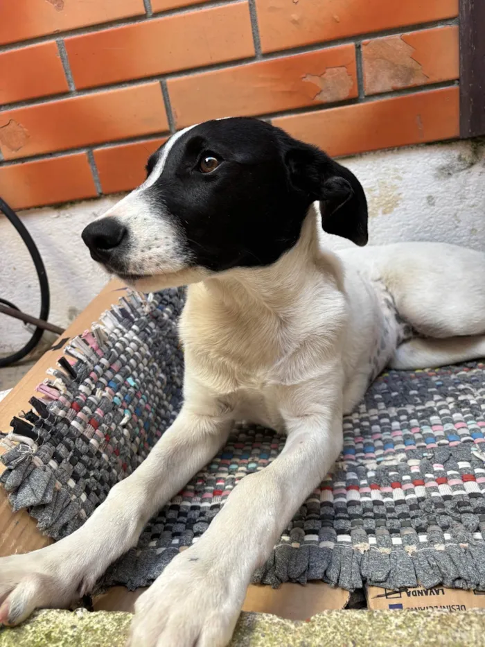 Cachorro ra a SRD-ViraLata idade 2 a 6 meses nome Sem nome