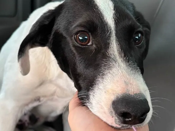 Cachorro ra a SRD-ViraLata idade 2 a 6 meses nome Sem nome