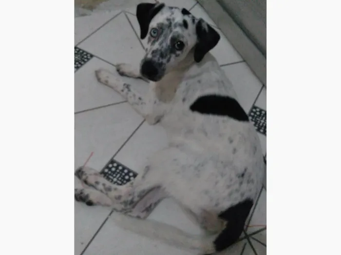 Cachorro raça SRD-ViraLata idade 7 a 11 meses nome Azulene