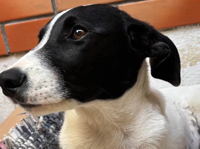 Cachorro ra a SRD-ViraLata idade 2 a 6 meses nome Sem nome