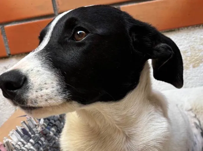 Cachorro ra a SRD-ViraLata idade 2 a 6 meses nome Sem nome