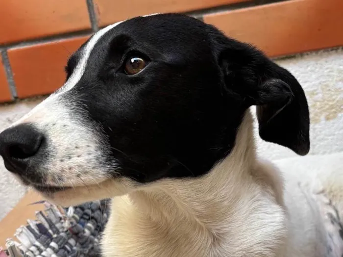 Cachorro ra a SRD-ViraLata idade 2 a 6 meses nome Sem nome