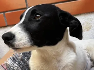 Cachorro ra a SRD-ViraLata idade 2 a 6 meses nome Sem nome