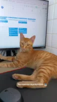 Lindo gato Laranja para adoção