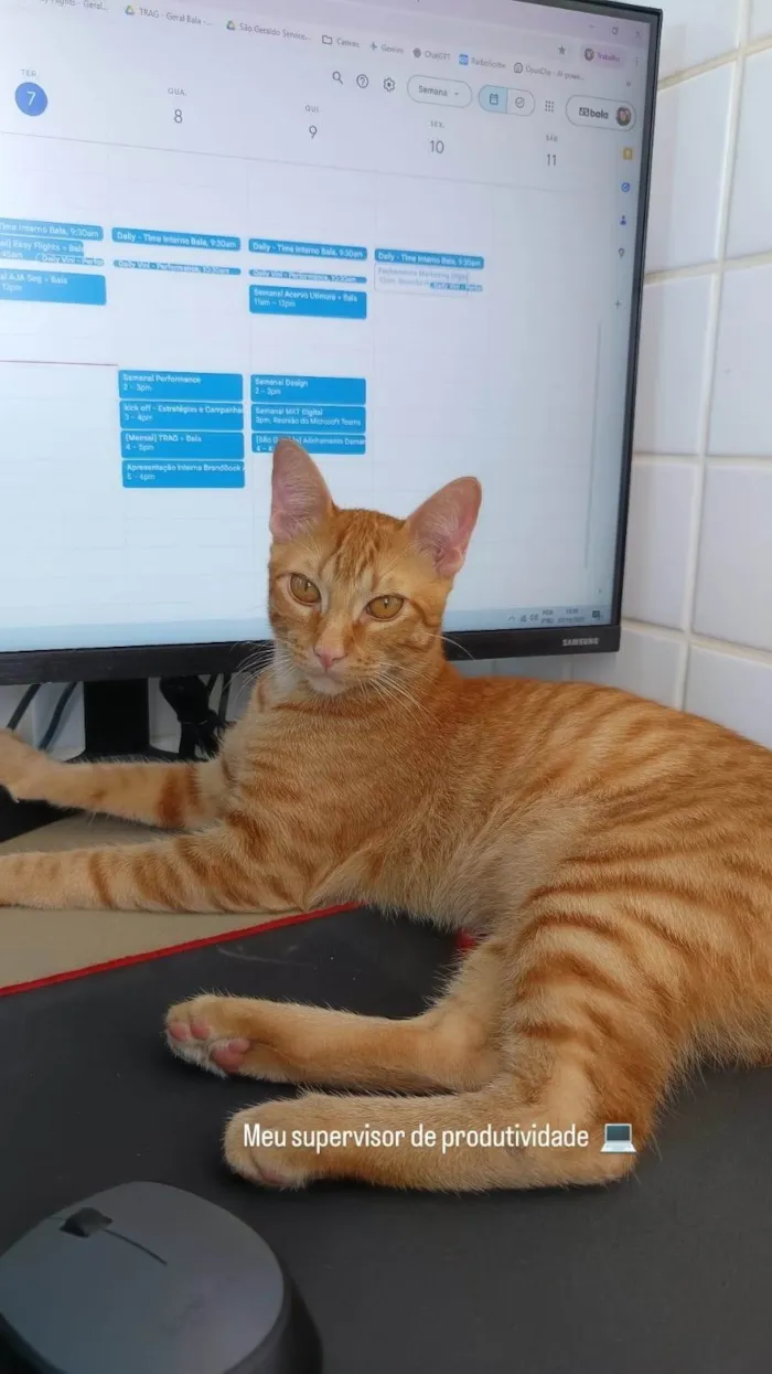 Gato ra a SRD-ViraLata idade 7 a 11 meses nome Lindo gato Laranja para adoção