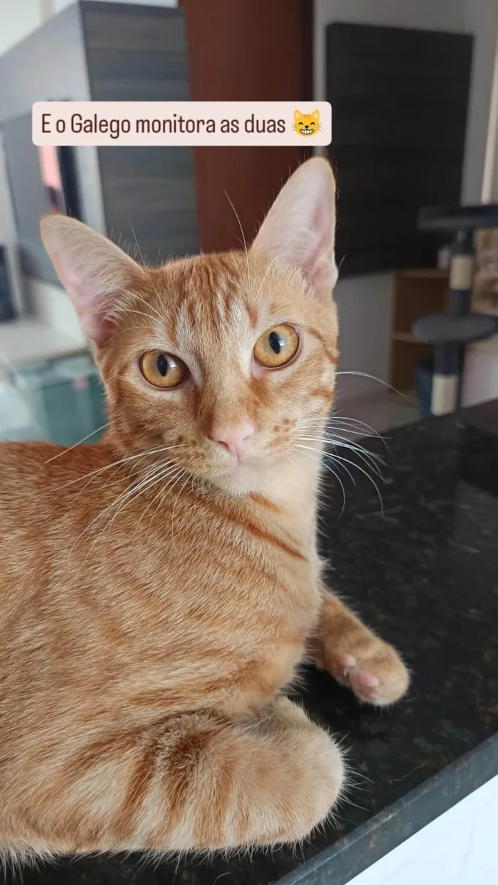 Gato ra a SRD-ViraLata idade 7 a 11 meses nome Lindo gato Laranja para adoção