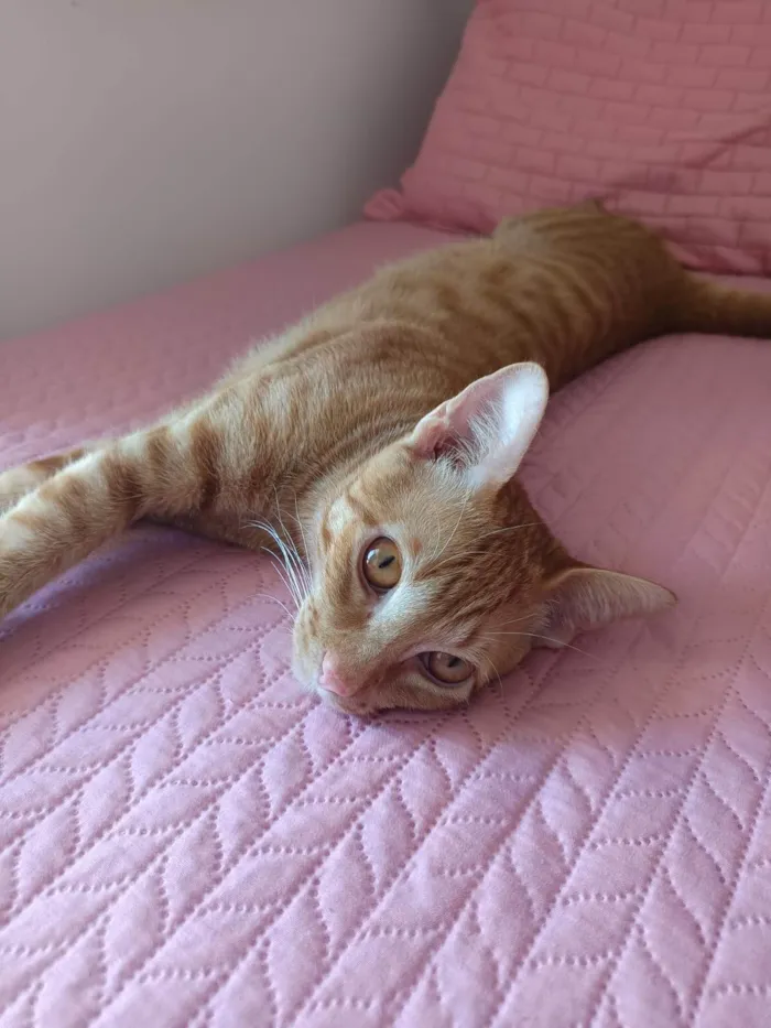 Lindo gato Laranja para adoção
